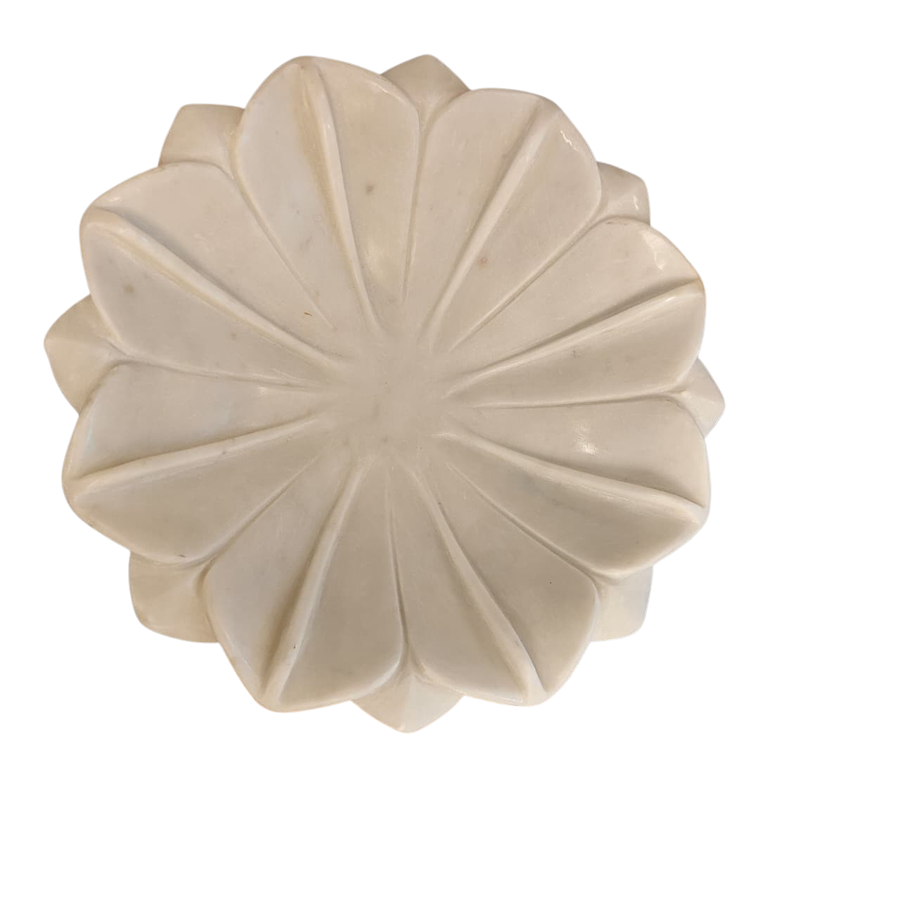 Lotus Uruli - 9 Inch